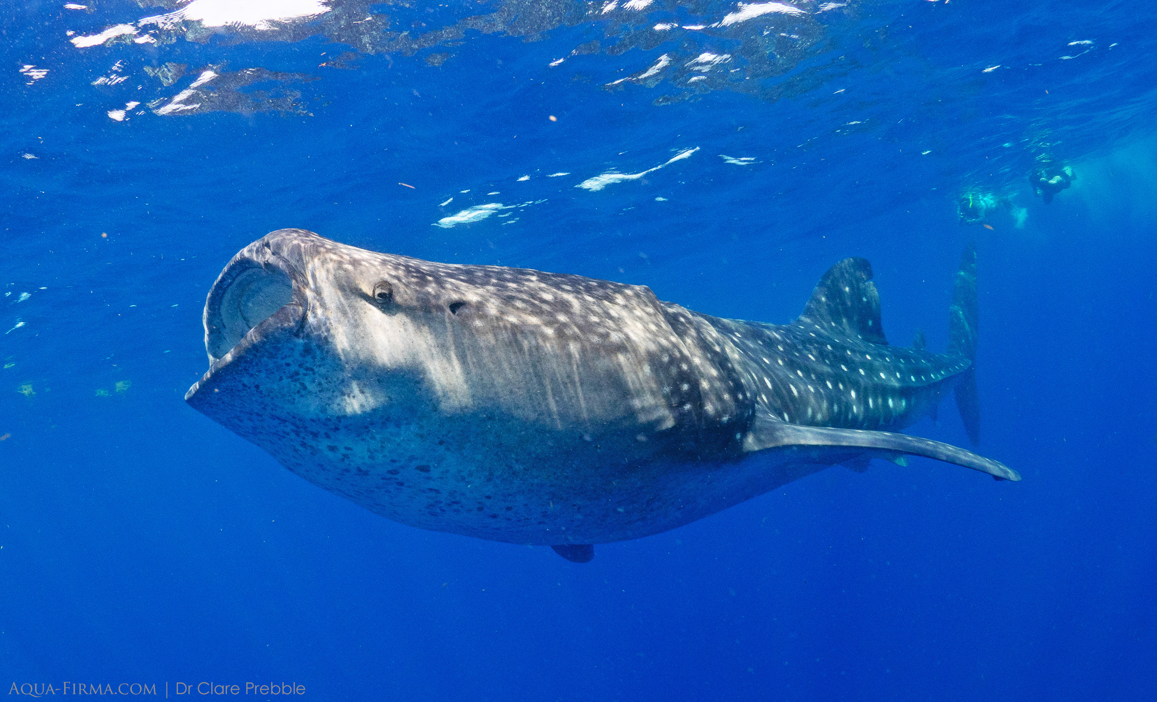 Whale Shark snorkel swim Mexico Cancun