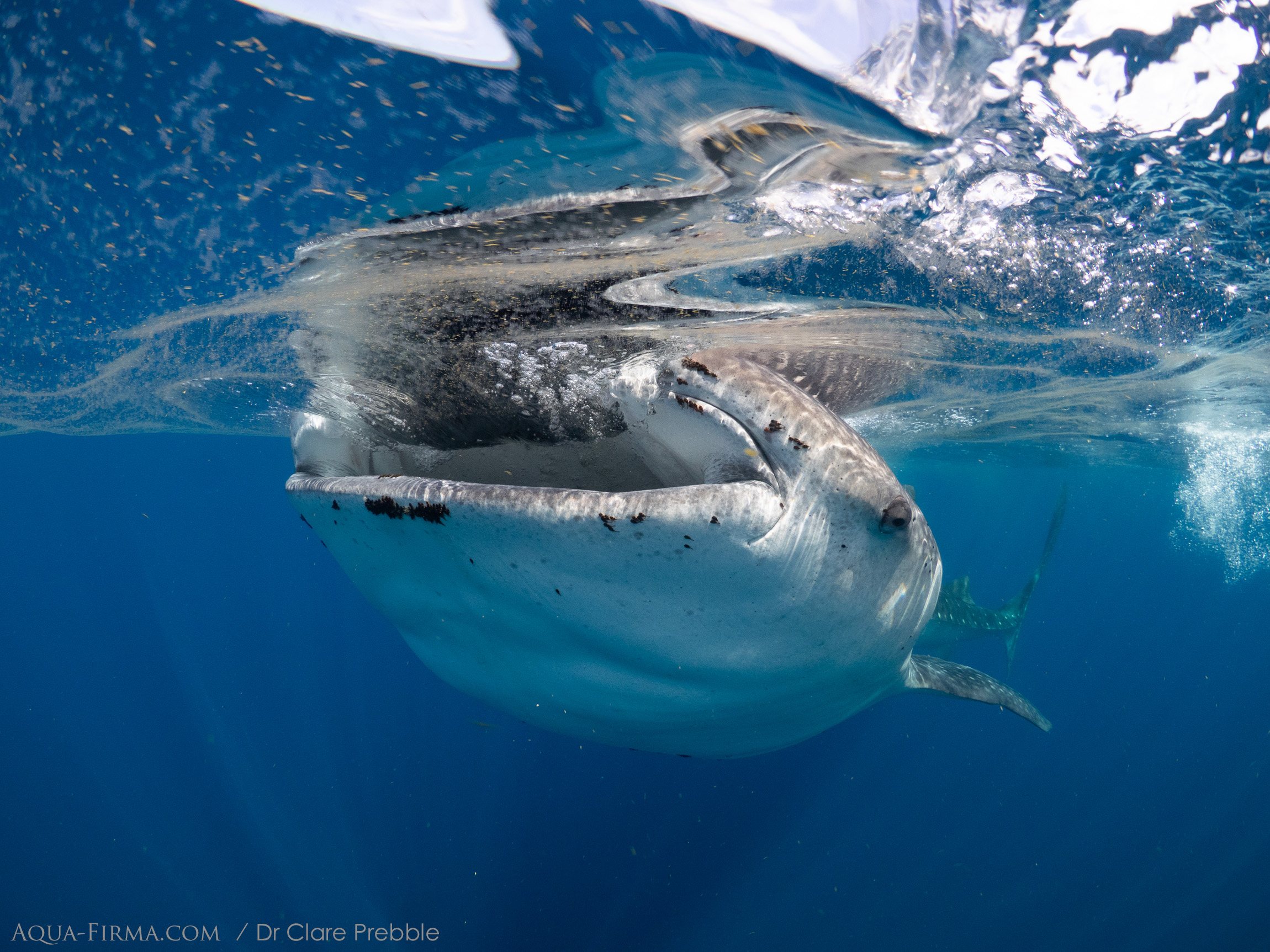 Whale Shark Mexico Research snorkel freedive Dr Clare Prebble