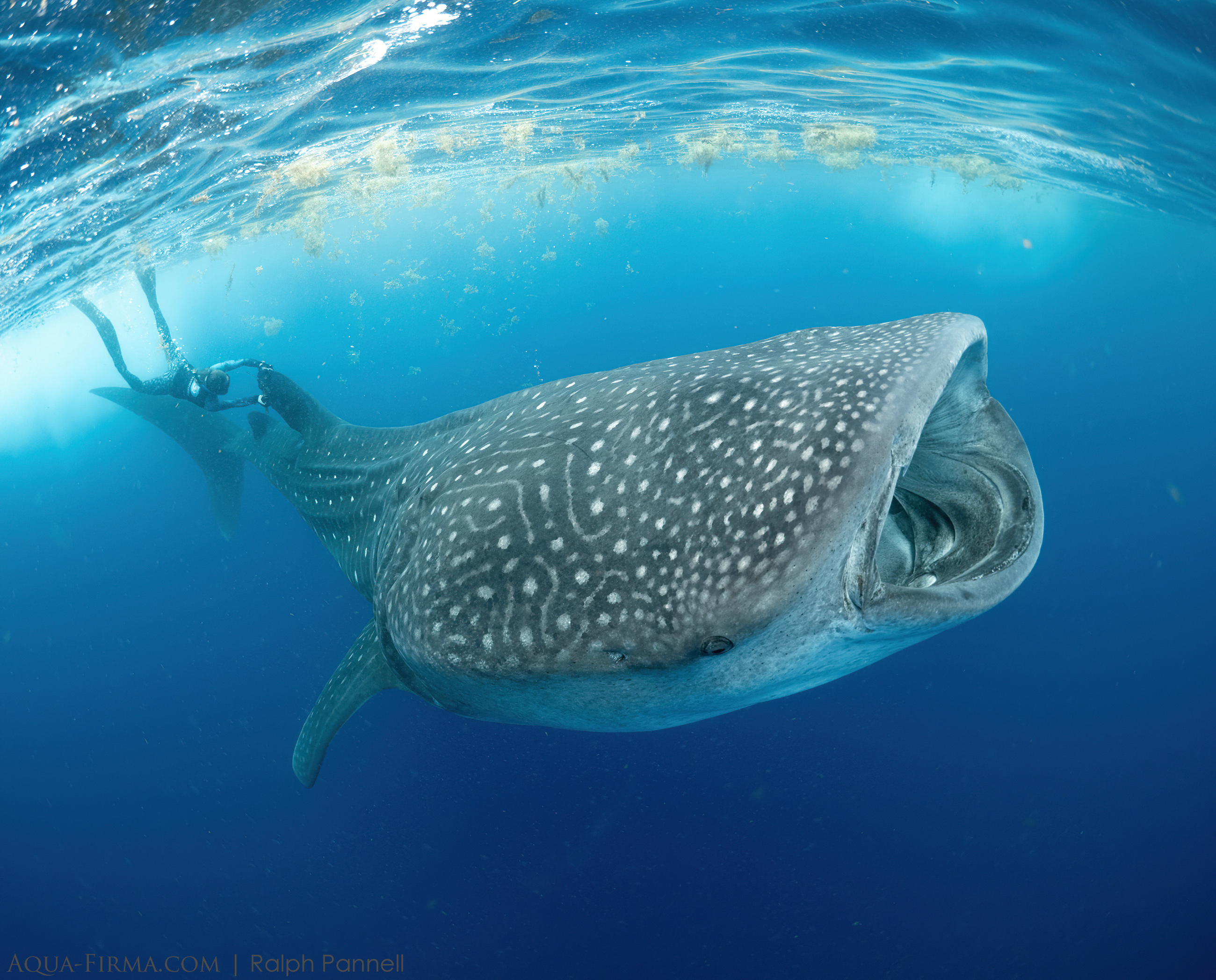 whale shark research Mexico snorkel satellite tracker
