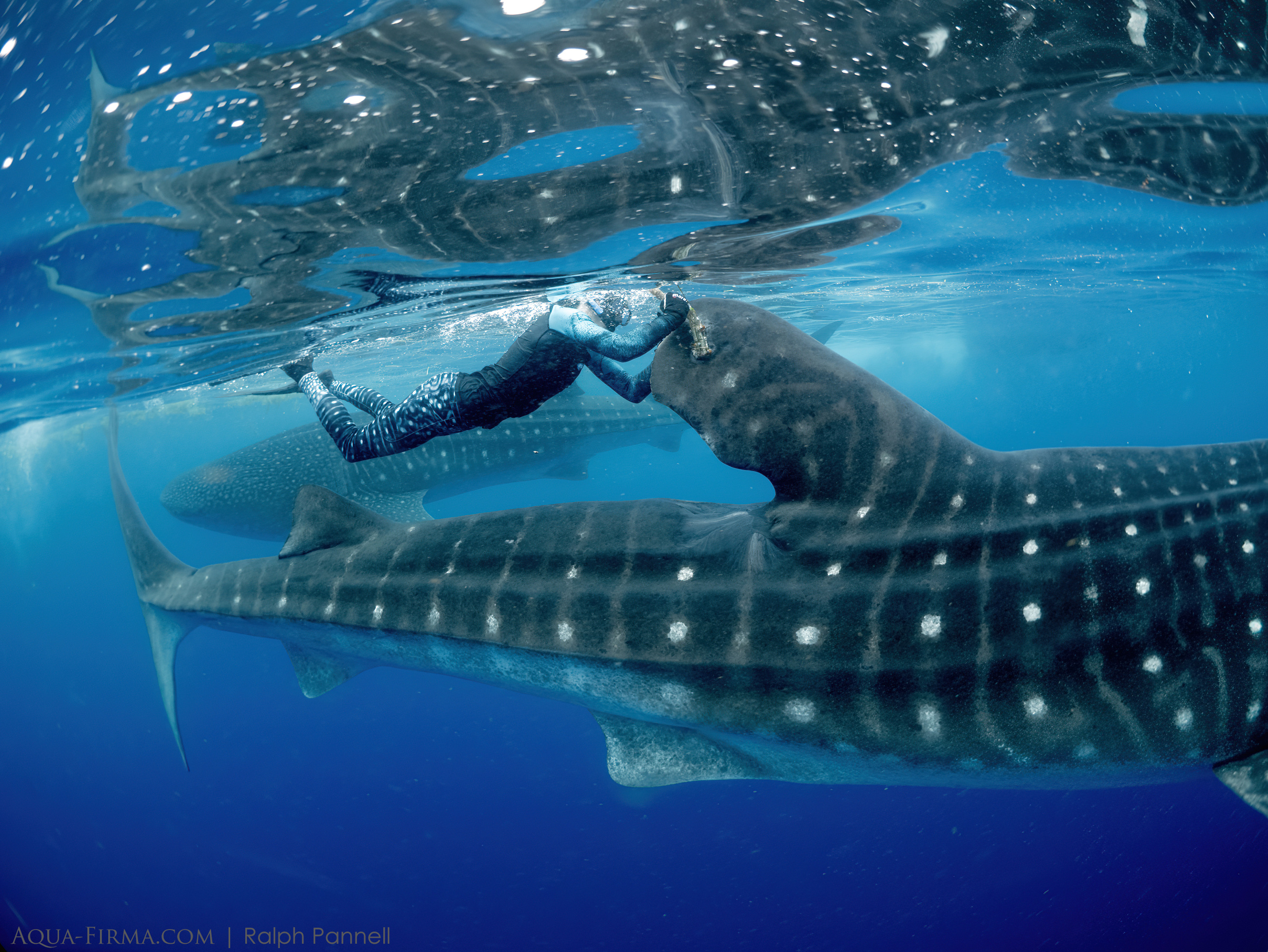 whale shark tracker cleaning by shark researcher Dr Clare Prebble MMF