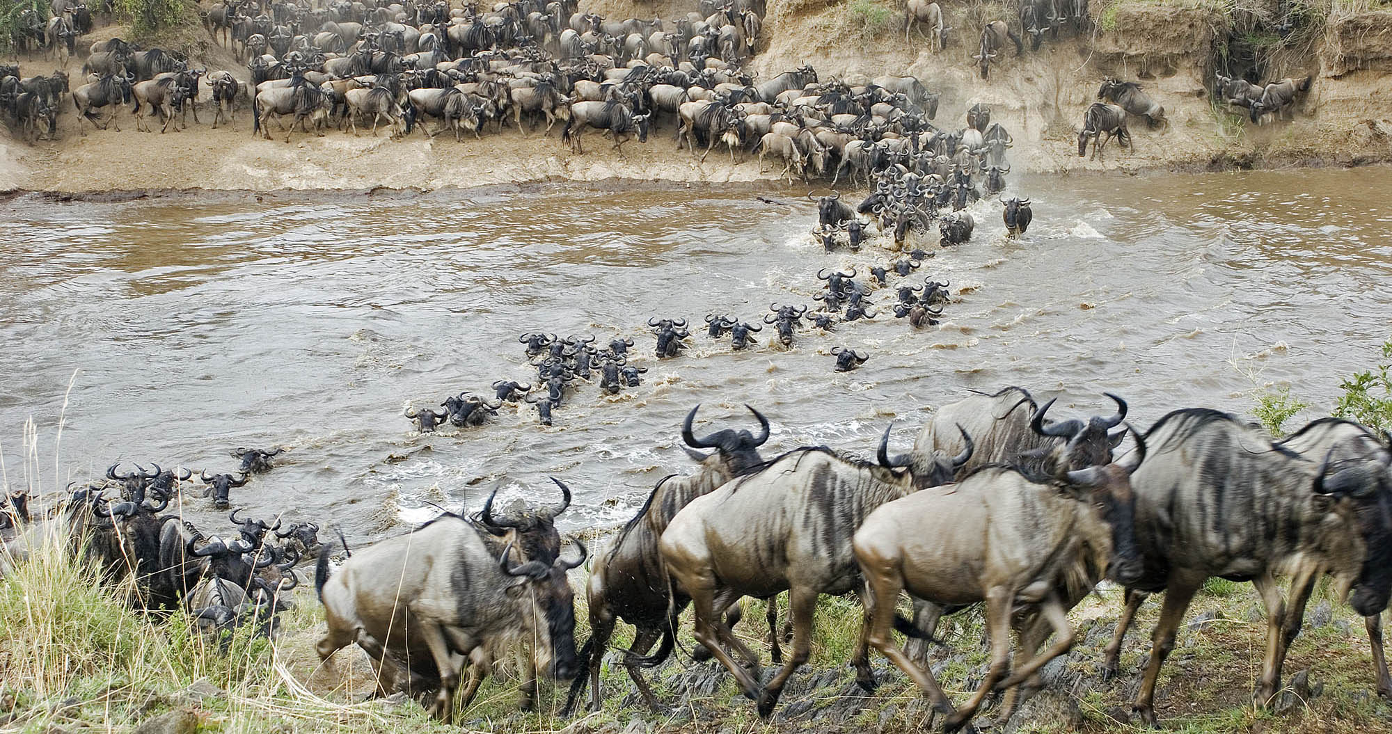 Wildebeest on their Great Migration Route
