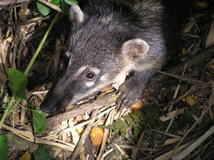 coati-iguazu-falls-argentina-wilderness-wildlife-antarctica-waterfall.jpg