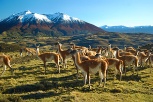 Guanacos-torres-del-paine-national-park-patagonia-chile-wilderness-holiday.jpg