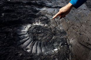 Fossils-geology-rocks-mountain-glacier-Estancia-horse-riding-argentina-patagonia-trekking-hotel-accommodation-perito-moreno-wildlife.jpg