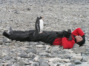 Gentoo Penguin on Man Antarctica Charlotte Caffrey