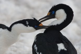 Blue Eyed Shags