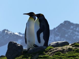 King Penguns South Georgia Susan Lee