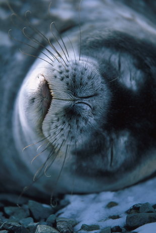 Sleeping Seal in Antarctica