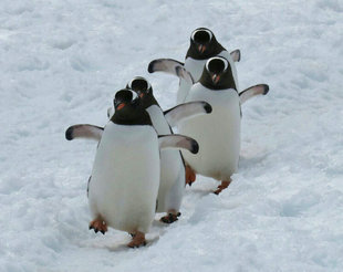 Gentoo Penguins Antarctica May Chan