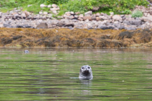 seal-marine-life-kayaking-boat-glacier-iceland-wilderness-wildlife-fjord-trekking-mountains.jpg