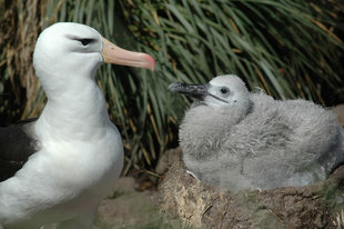 Albatros & Chick South Georgia