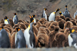 King Penguin Chicks South Georgia