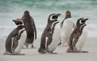 Magellanic Penguins Gypsy Cove Falkland Islands