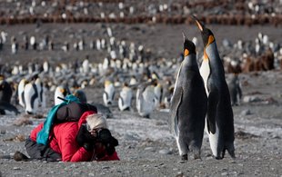 King Penguin Photography South Georgia