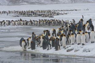 King Penguin Colony South Georgia