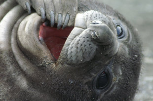 Elephant Seal Pup