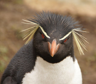 Saunders Island Macaroni Penguin Jan de Groot