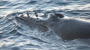 Humpback Whale Antarctica