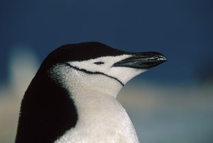 Chinstrap Penguin Antarctica