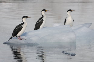 Blue Eyed Shags Antarctica Siegfried Woldhek