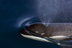 Orca in Antarctica