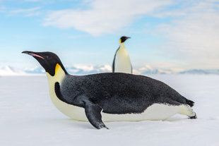 Emperor Penguins, Ross Sea