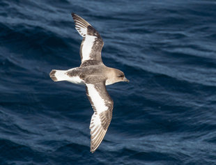 Antarctic Petrel, Ross Sea