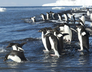 Ross-Sea-Adelie-Penguins-emi-Circumnavigation-Antarctica-hiking-cruise-holiday-Fred-van-Olpen.jpeg