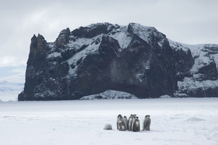 Emperor-rookery-Cape-Washington-Ross-Sea-antarctica-polar-voyage-cruise-argentina-new-zealand.jpg