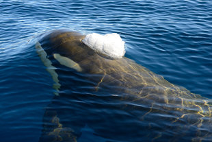 Orca, Ross Sea