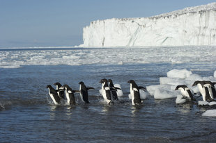 Ross-Sea-Adelie-Penguins-paddling-glacier-wildlife-wilderness-marine-life-cruise.jpg