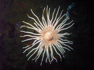 Armed Starfish Culverville Antarctica Keith Hiscock