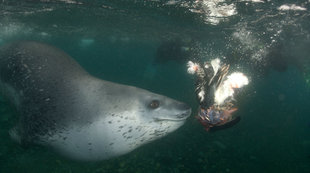 Leopard Seal Eating Penguin Antarctica