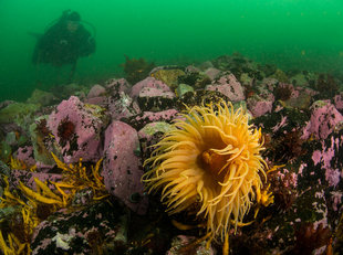 Wreck Governøren Antarctica