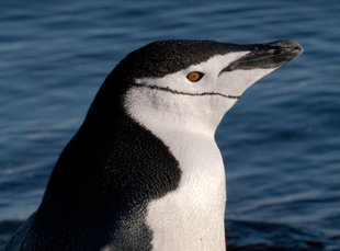 Chinstrap Penguin Antarctica Duncan Young