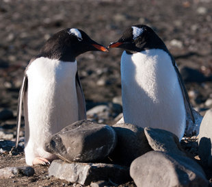 Gentoo Penguins Kissing Antarctica Duncan Young