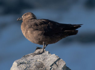 Birdlife, Antarctica