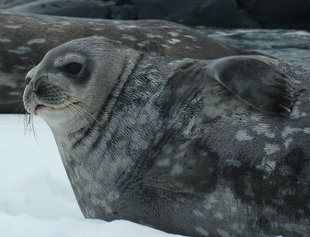 Seal