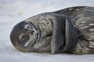 Weddell Seal