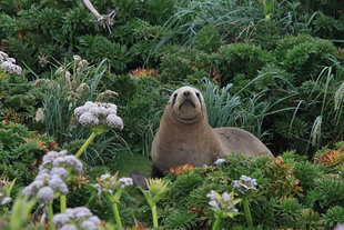 Hookers Sea Lion