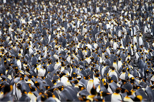 King Penguin Colony