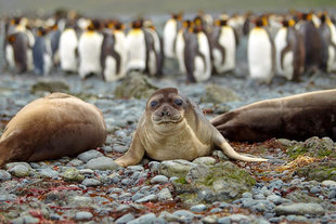 Elephant Seals