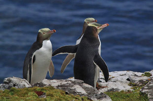 Yellow-eyed Penguins