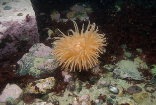 Anemone Antarctic Diving Charlotte Caffrey