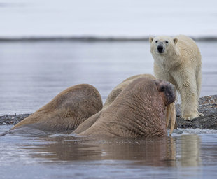 Polar Bear hunting Walrus in Spitsbergen - Jordi Plana