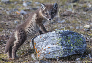 Arctic Fox Cub in Spitsbergen - Jordi Plana