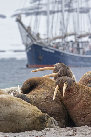 Walrus in Spitsbergen - Jordi Plana