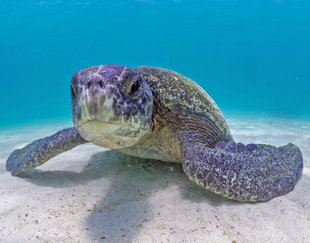 Snorkeling with a Green Turtle in the Galapagos