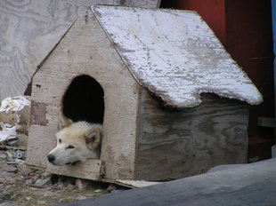 Husky Sled Dog, Greenland, Charlotte Caffrey