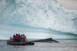 Humpback Whale & Zodiac Antarctica